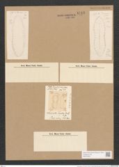 Surirella duplex L.W. (de-Toni-Nr.: Genus 53, Species 2296) Zeichnungen Sammlung Grunow Nr. 4743 (NHMW-BOT-W0372852)